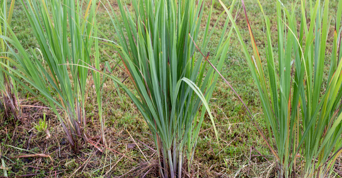 lemongrass