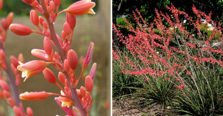 10 Reasons Texans Are Planting Red Yucca In Their Front Yards