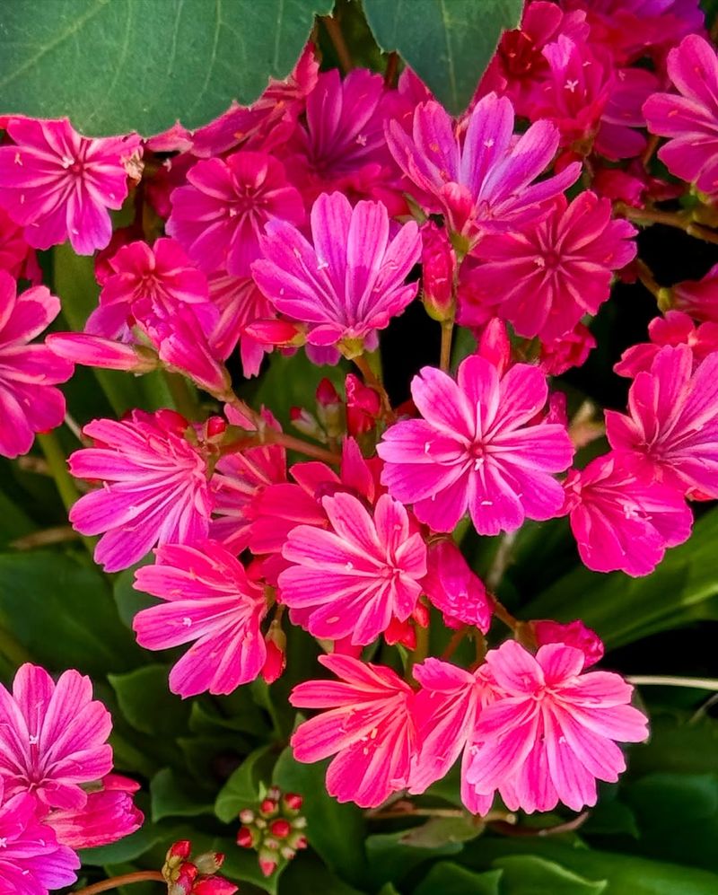 Lewisia