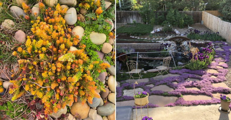 10 Rock Garden Plants That Make Oregon Front Yards Look Better Fast