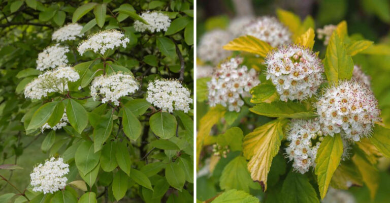 10 Shrubs Michigan Gardeners Can Grow As Natural Fences