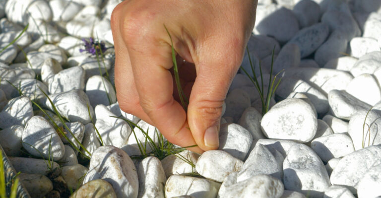 weed in gravel
