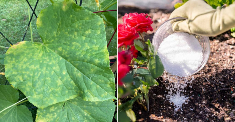 10 Smart Ways Oregon Gardeners Can Use Epsom Salt