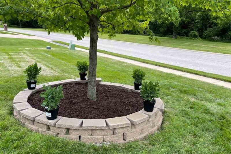 Build A Wide Mulch Ring That Looks Polished