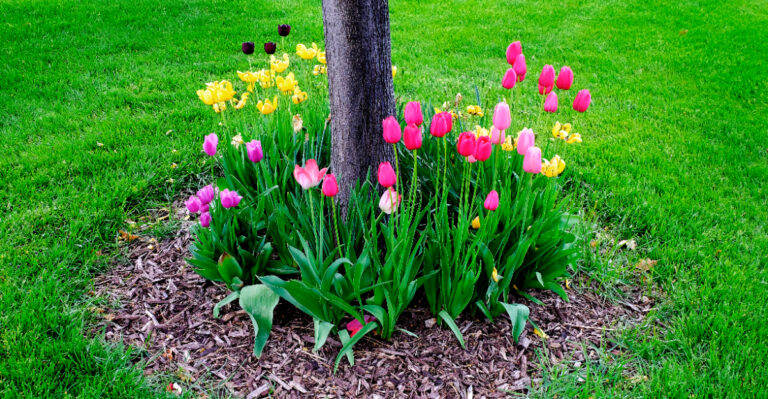 landscaping around trees