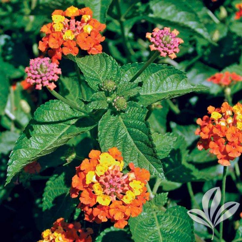 Lantana Brings Bright Color Through Texas Heat