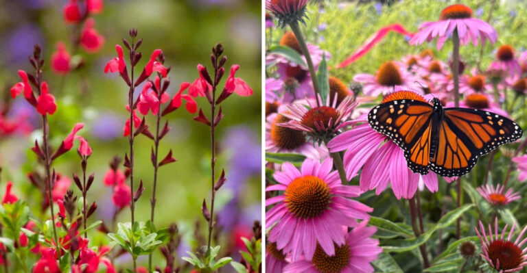 10 Texas Border Plants That Thrive With Minimal Care And Deliver Color