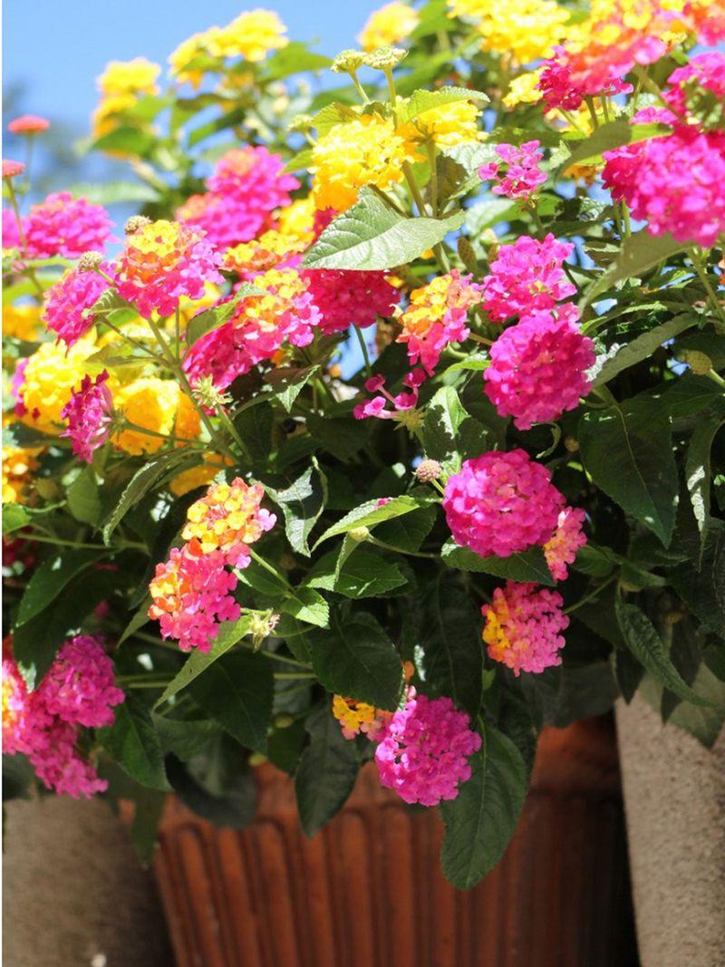 Lantana Brings Bright Color In Full Sun Containers