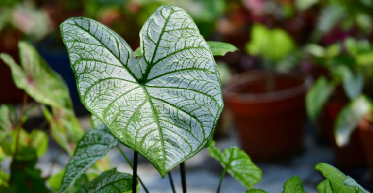 10 Texas Container Plants That Make Your Space More Beautiful And Inviting