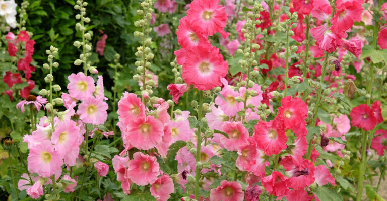 hollyhocks