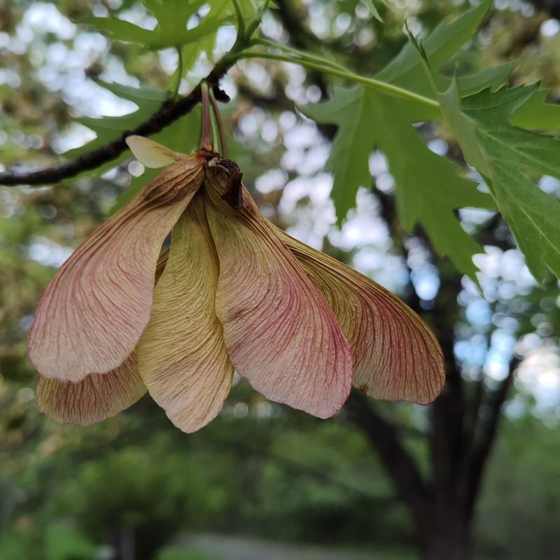 Silver Maple