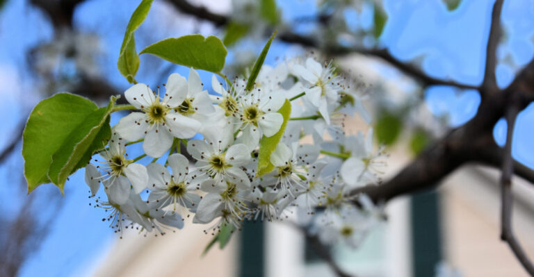 10 Trees California Homeowners Should Never Plant In Their Yard