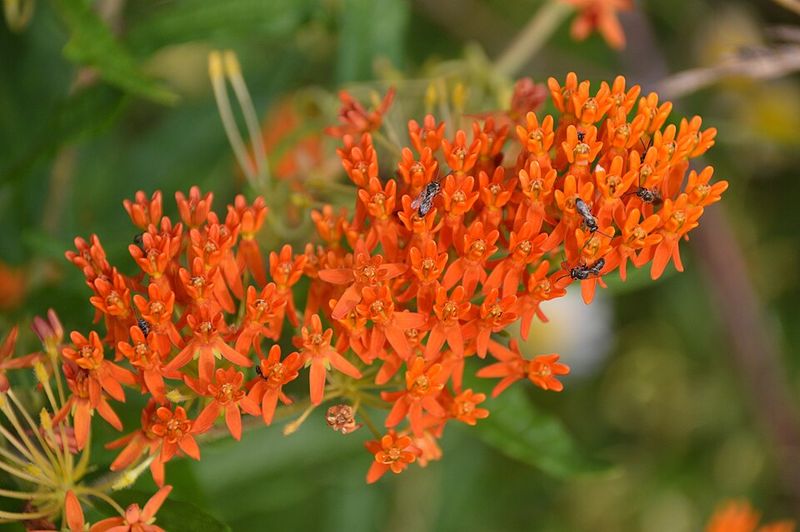 Butterfly Weed Brings Bright Color To Sunny Beds