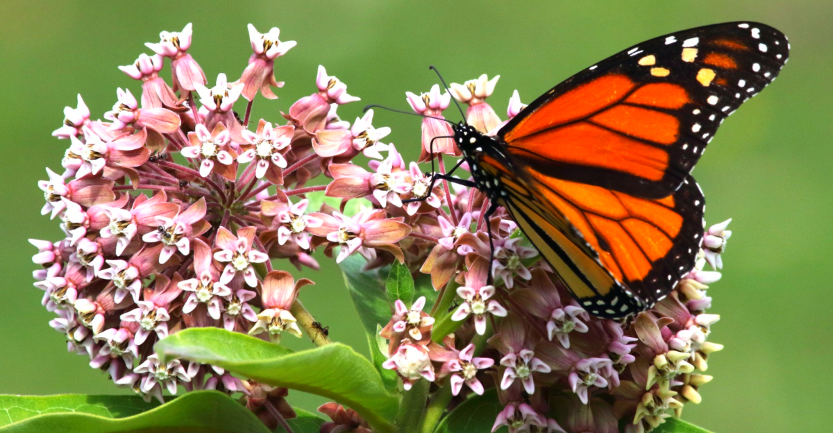 monarch butterfly on milkweed