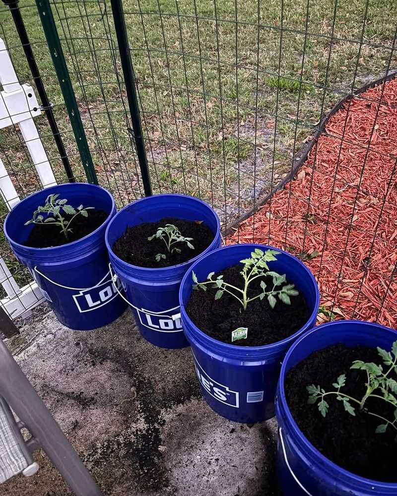 Tomatoes (Bush Early Girl, Patio Hybrid)
