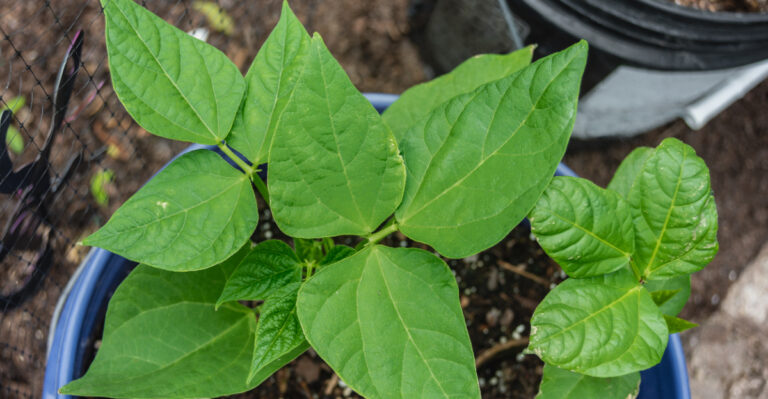 10 Vegetables California Gardeners Can Grow In 5-Gallon Buckets