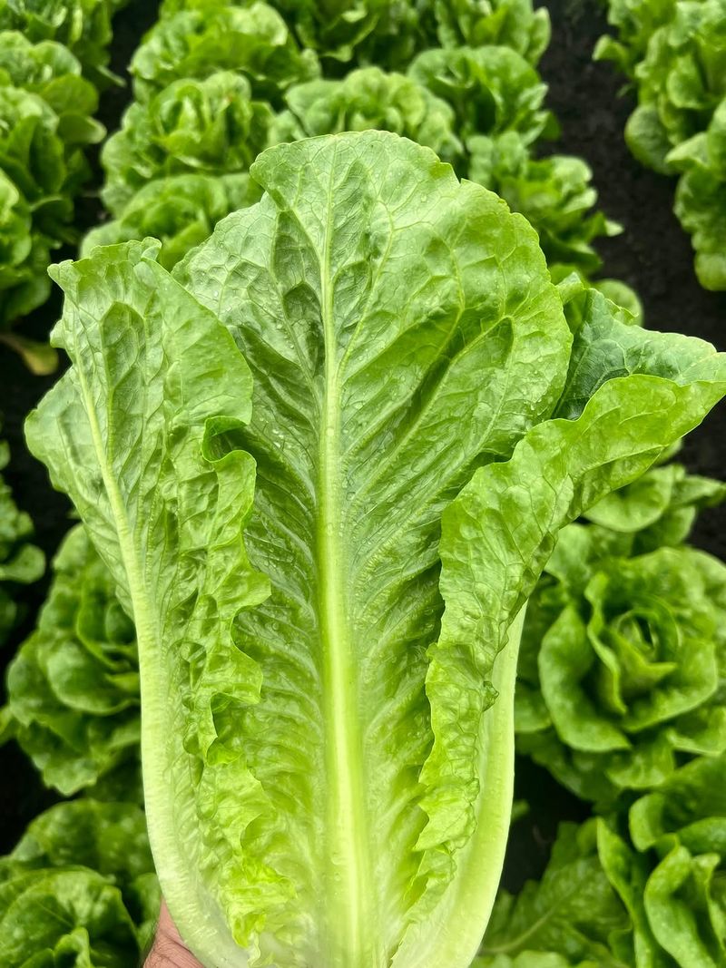 Leaf Lettuce