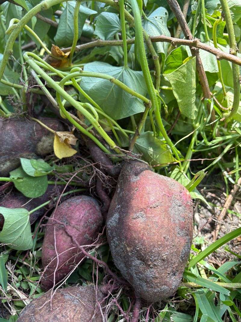 Boniato Is A South Florida Favorite For A Reason