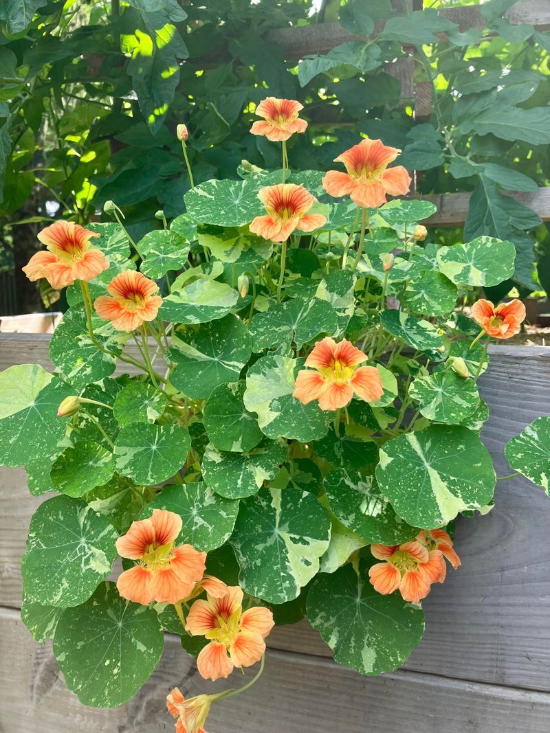 Nasturtiums