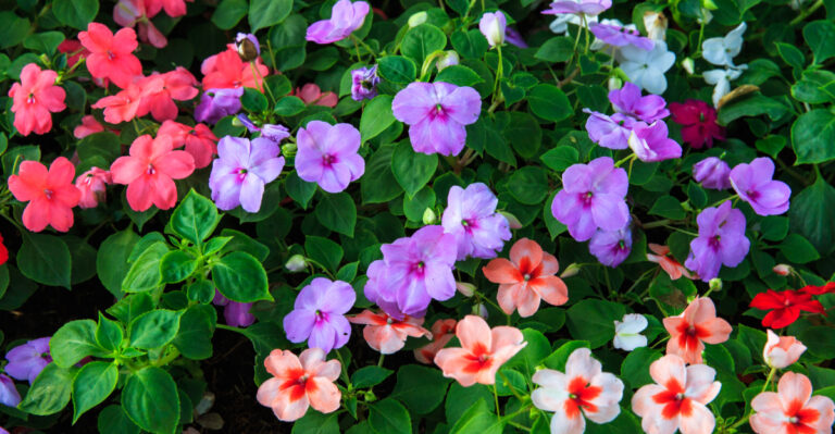 11 Annual Flowers That Bloom Beautifully In California Gardens