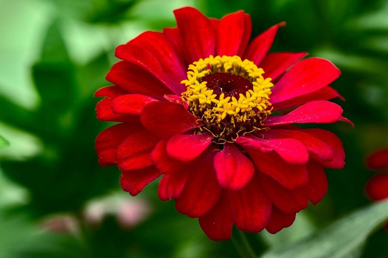 Zinnias