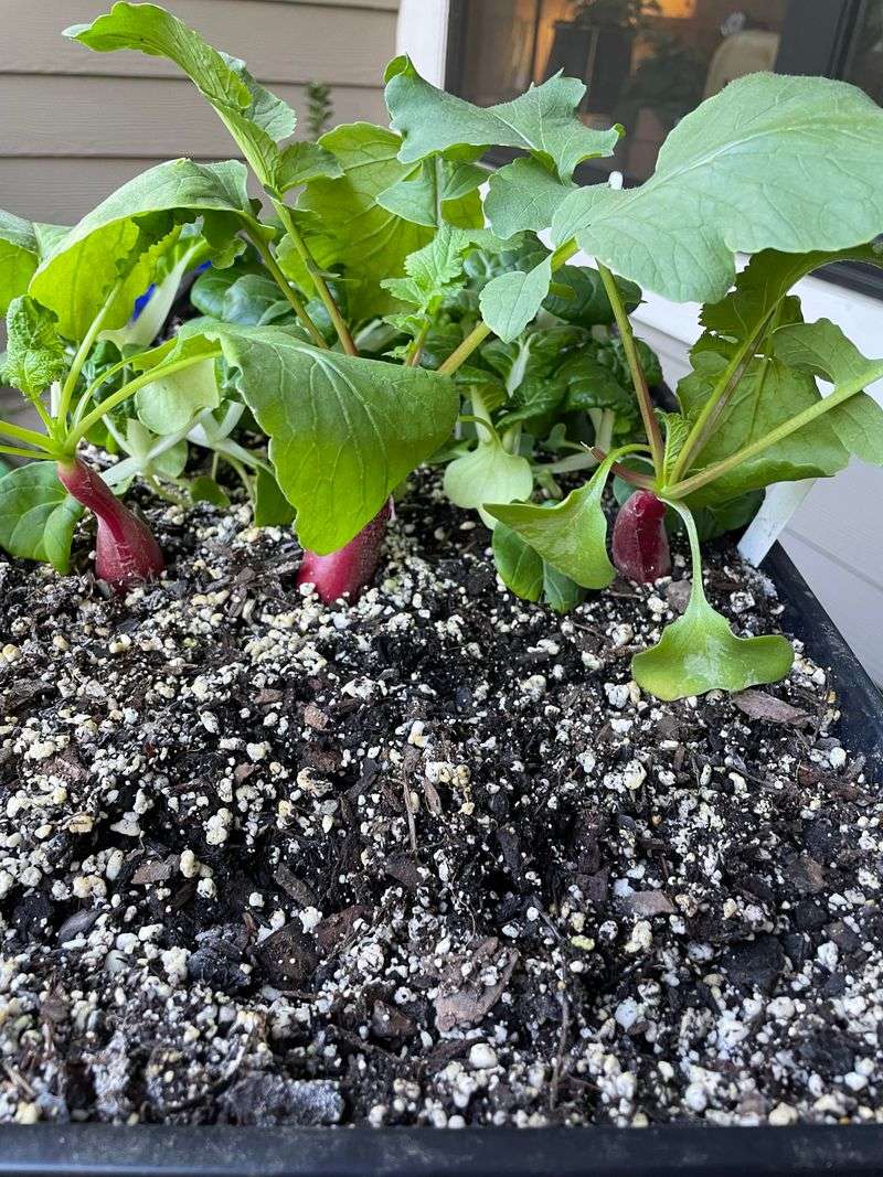 Radishes Grow Fast And Are Ready In Weeks