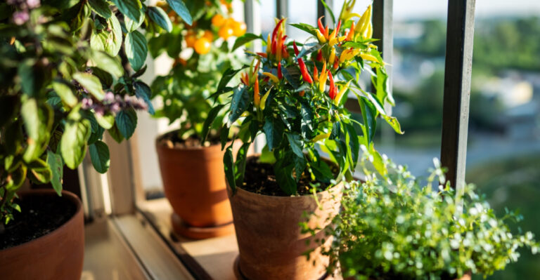 11 Fast-Growing Vegetables Georgia Gardeners Can Grow In Pots