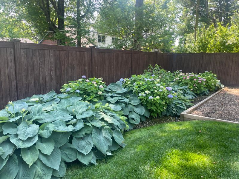 Hostas