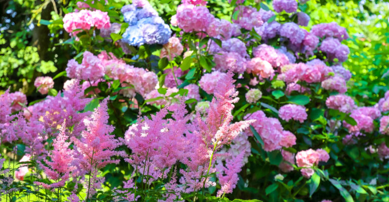 11 Hydrangea Companion Plants Oregon Gardeners Should Try