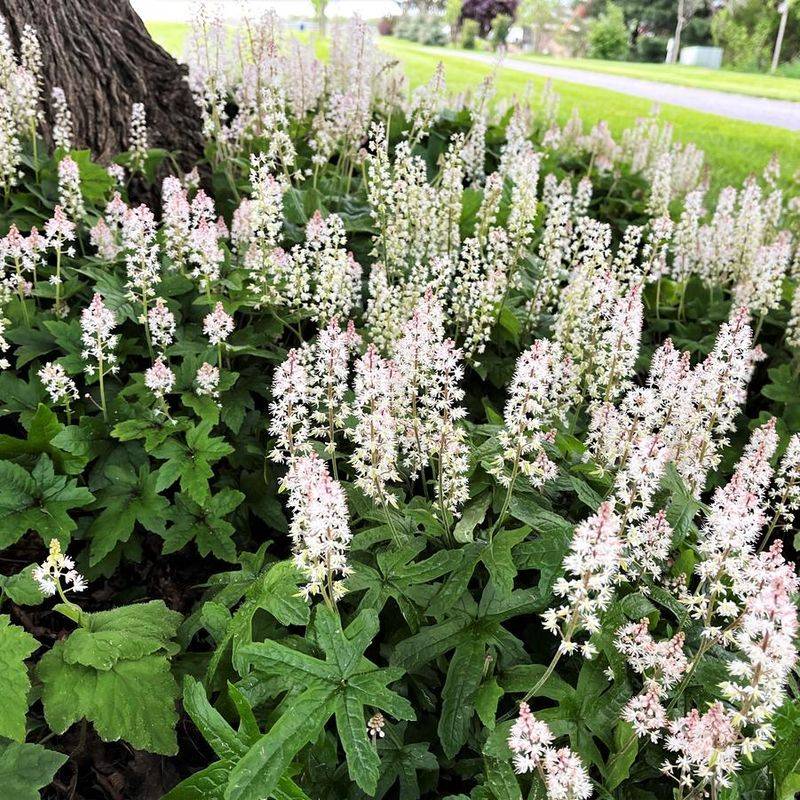 Foamflower (Tiarella Cordifolia)