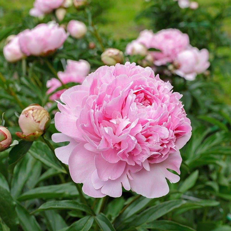 Peony Brings Reliable Spring Color Year After Year