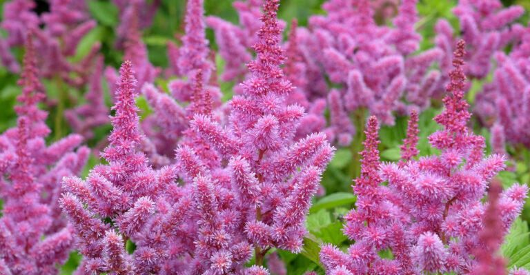 astilbe