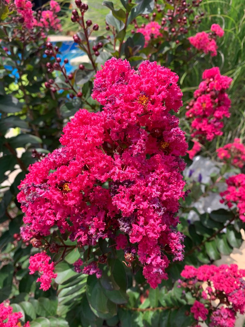 Long Summer Blooming Season