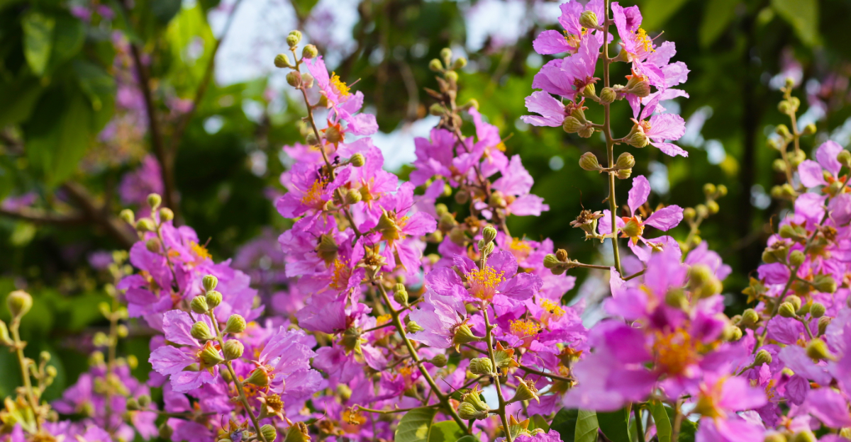 crape myrtle