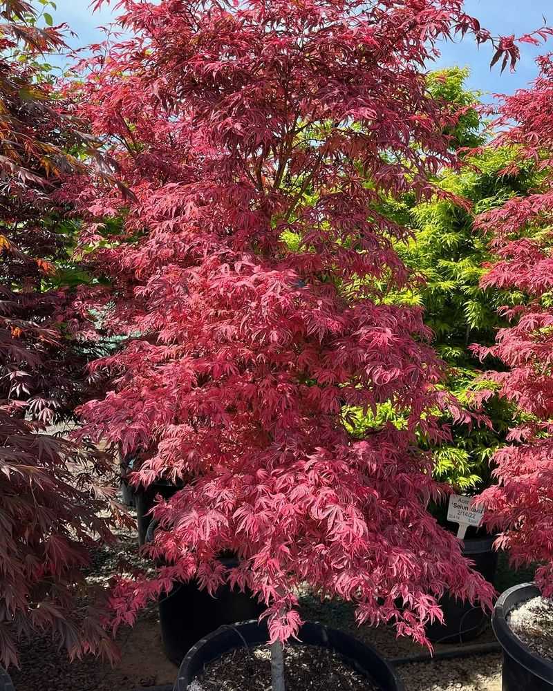 Japanese Maple