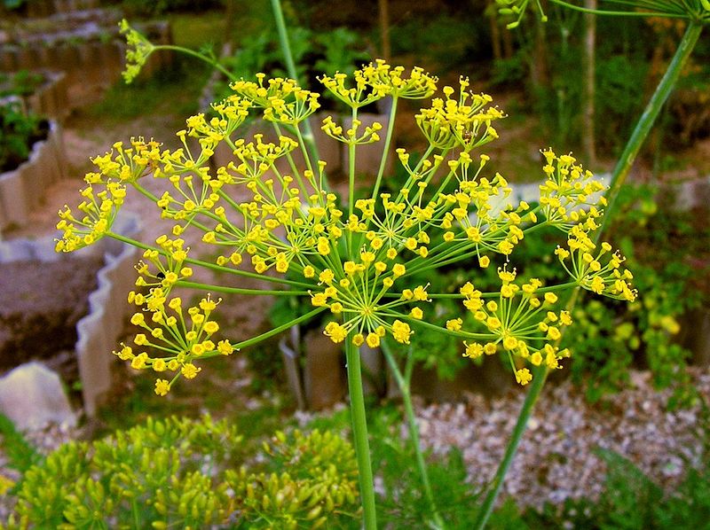 Dill Attracts Tiny Helpers That Target Aphids