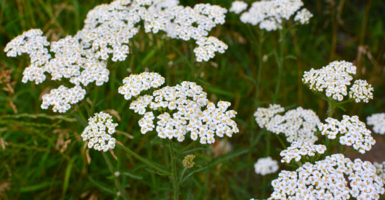 11 Texas Plants That Recruit Pest Control Squad To Your Garden