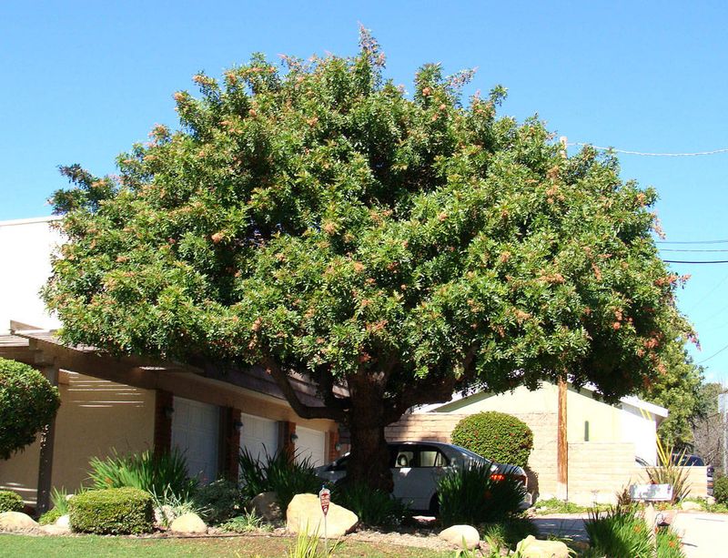 Brazilian Pepper Moves In Fast