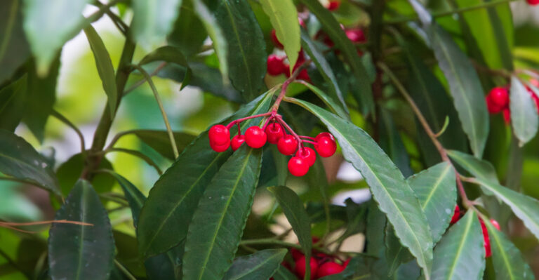 red fruit of Coral Ardisia