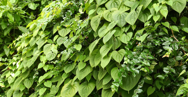 air potato vine