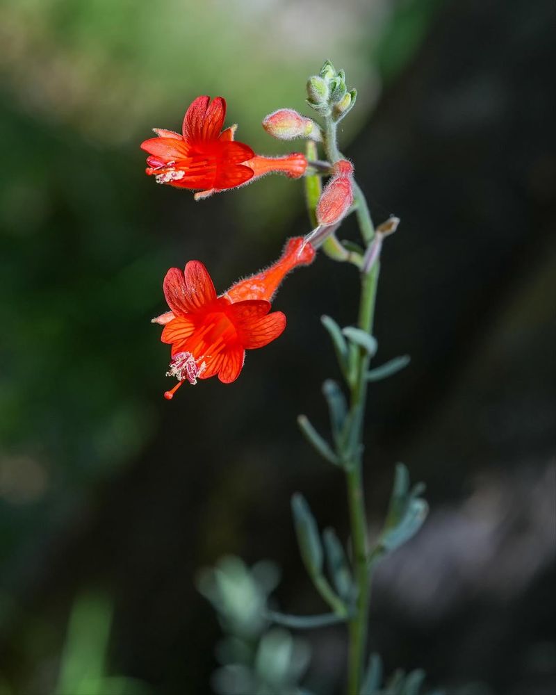 California Fuchsia