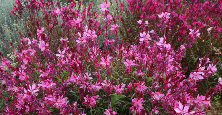 12 California Perennials That Bloom More Than Once A Year
