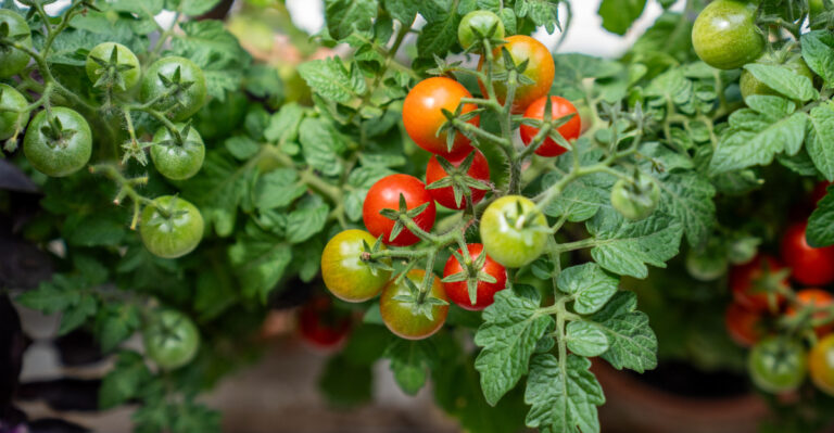 12 California Tomato Tips For A Bigger Harvest This Season