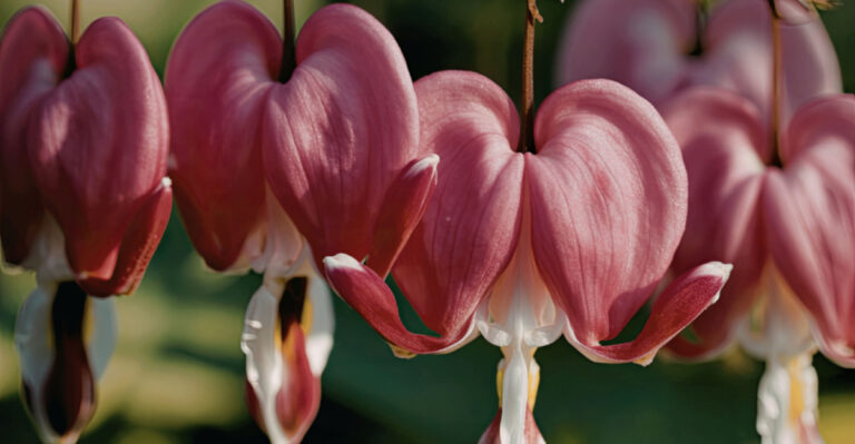 Bleeding heart
