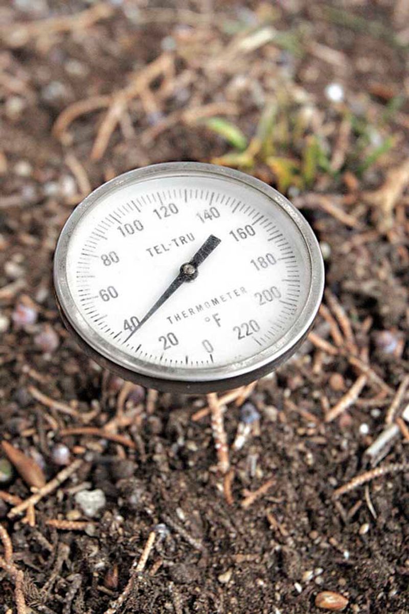 Check Your Soil Temperature Before Transplanting