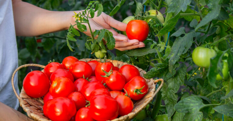 12 Easy Tips For Growing More Tomatoes In Oregon