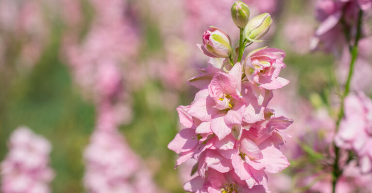 12 Pink Perennials That Keep Blooming All Season In Oregon