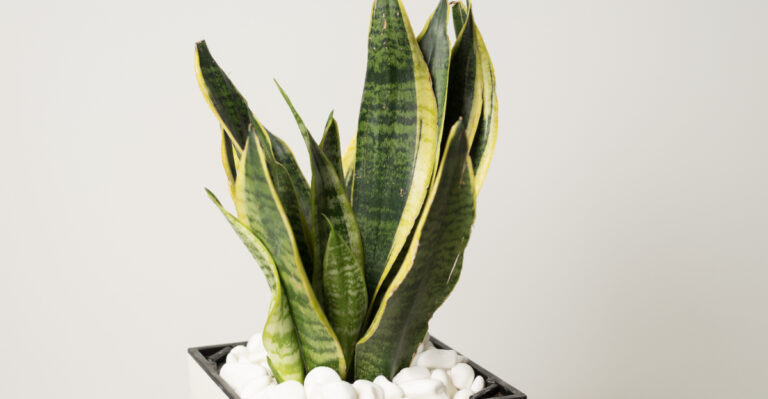 snake plant