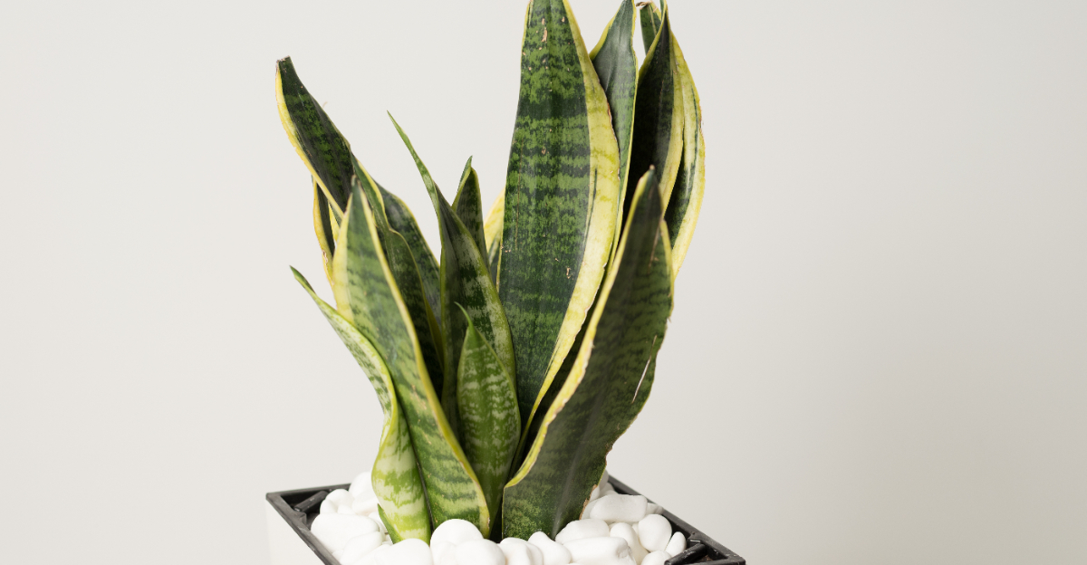 snake plant
