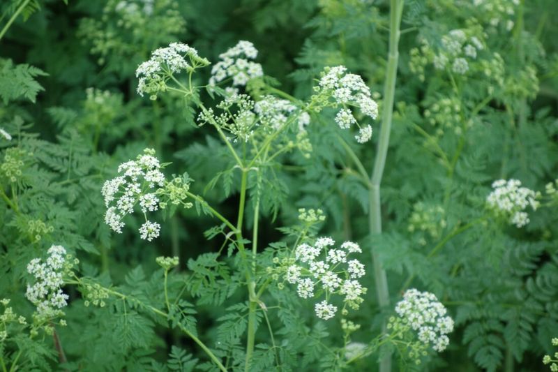 Poison Hemlock Hides In Plain Sight
